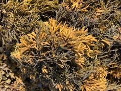 Pelvetia canaliculata