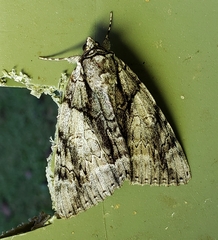 Catocala vidua