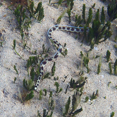 Myrichthys maculosus