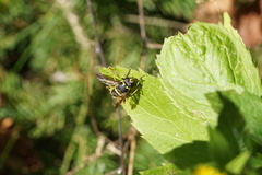 Spilomyia sayi