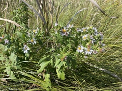 Symphyotrichum firmum