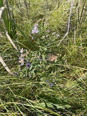 Symphyotrichum firmum