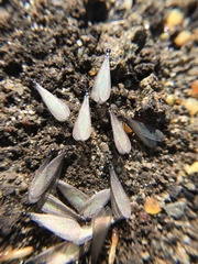 Reticulitermes hesperus