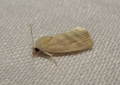 Earias paralella