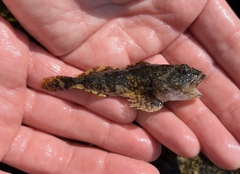 Myoxocephalus scorpius