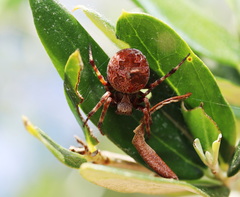 Salsa brisbanae