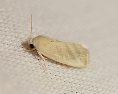 Earias paralella