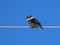 Todiramphus sanctus vagans