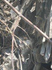 Dysdera crocata