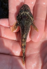 Myoxocephalus scorpius