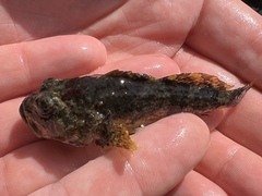 Myoxocephalus scorpius