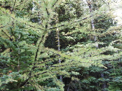 Larix lyallii