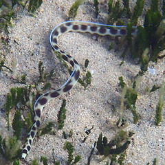 Myrichthys maculosus