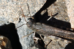 Trimerotropis verruculata