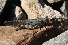 Trimerotropis verruculata