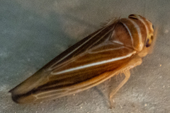 Idiodonus kennicotti