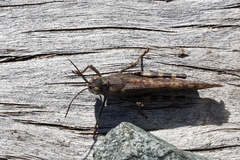 Trimerotropis verruculata