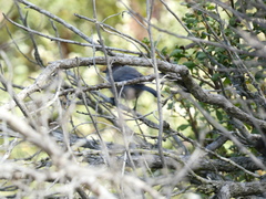 Psaltriparus minimus