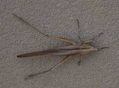 Neoconocephalus triops
