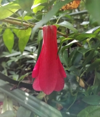 Lapageria rosea