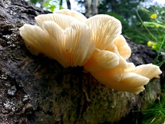 Pleurotus populinus