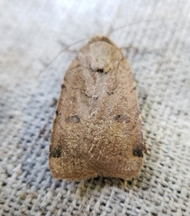 Abagrotis alternata