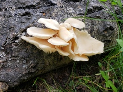 Pleurotus populinus