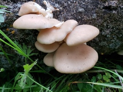 Pleurotus populinus