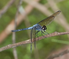 Cratilla lineata