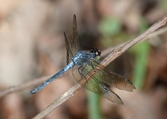 Cratilla lineata