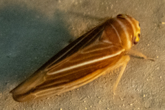 Idiodonus kennicotti