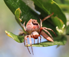 Salsa brisbanae