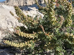 Suaeda