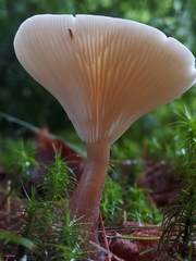 Ampulloclitocybe clavipes