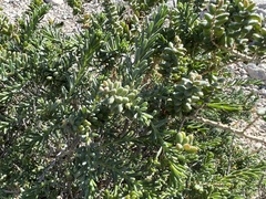 Suaeda