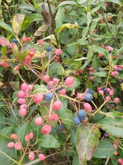 Viburnaceae