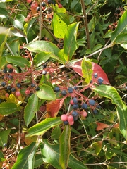 Viburnaceae