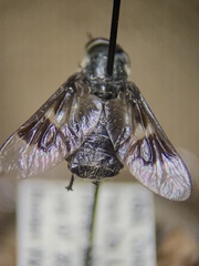Chrysops