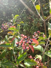 Viburnaceae