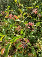 Viburnaceae