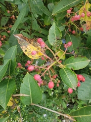 Viburnaceae
