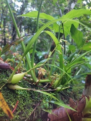 Prosthechea ochracea