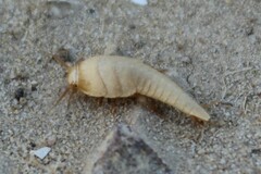 Tricholepisma aureum