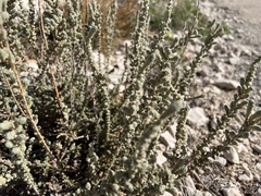 Camphorosma monspeliaca