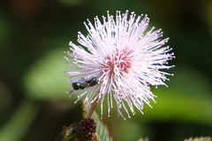 Ceratina cyaniventris