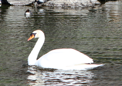 Cygnus olor