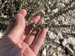 Camphorosma monspeliaca