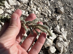 Camphorosma monspeliaca