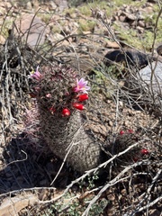 Mammillaria