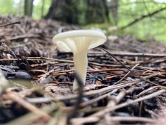 Cuphophyllus virgineus